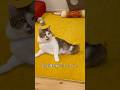 エースのNEW春夏お洋服が届きました！ #cats