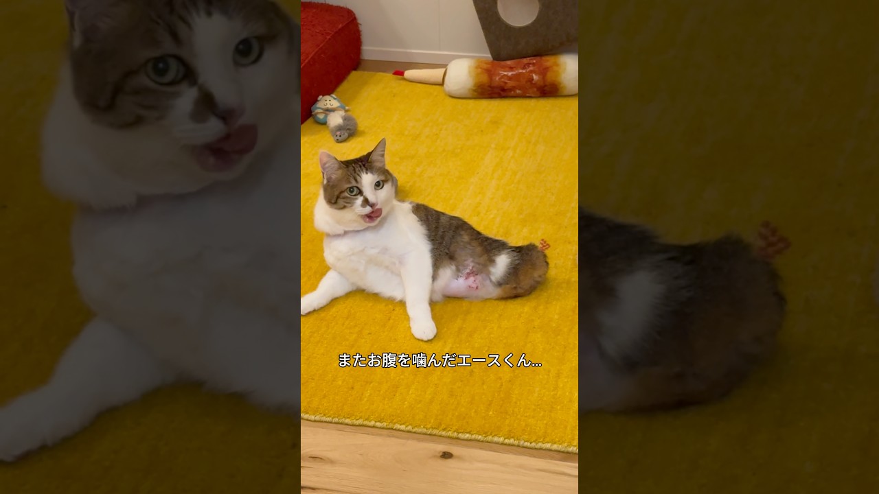 エースのNEW春夏お洋服が届きました！ #cats
