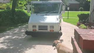 My dog attacks mail lady.