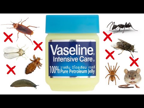 Video: Zal vaseline mieren weghouden?