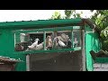Бакинские голуби/ В гостях г. Кагарлык 3. ЧАСТЬ