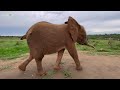 From Orphanage to Wilderness! Khanyisa Goes Walkabout With the Elephants