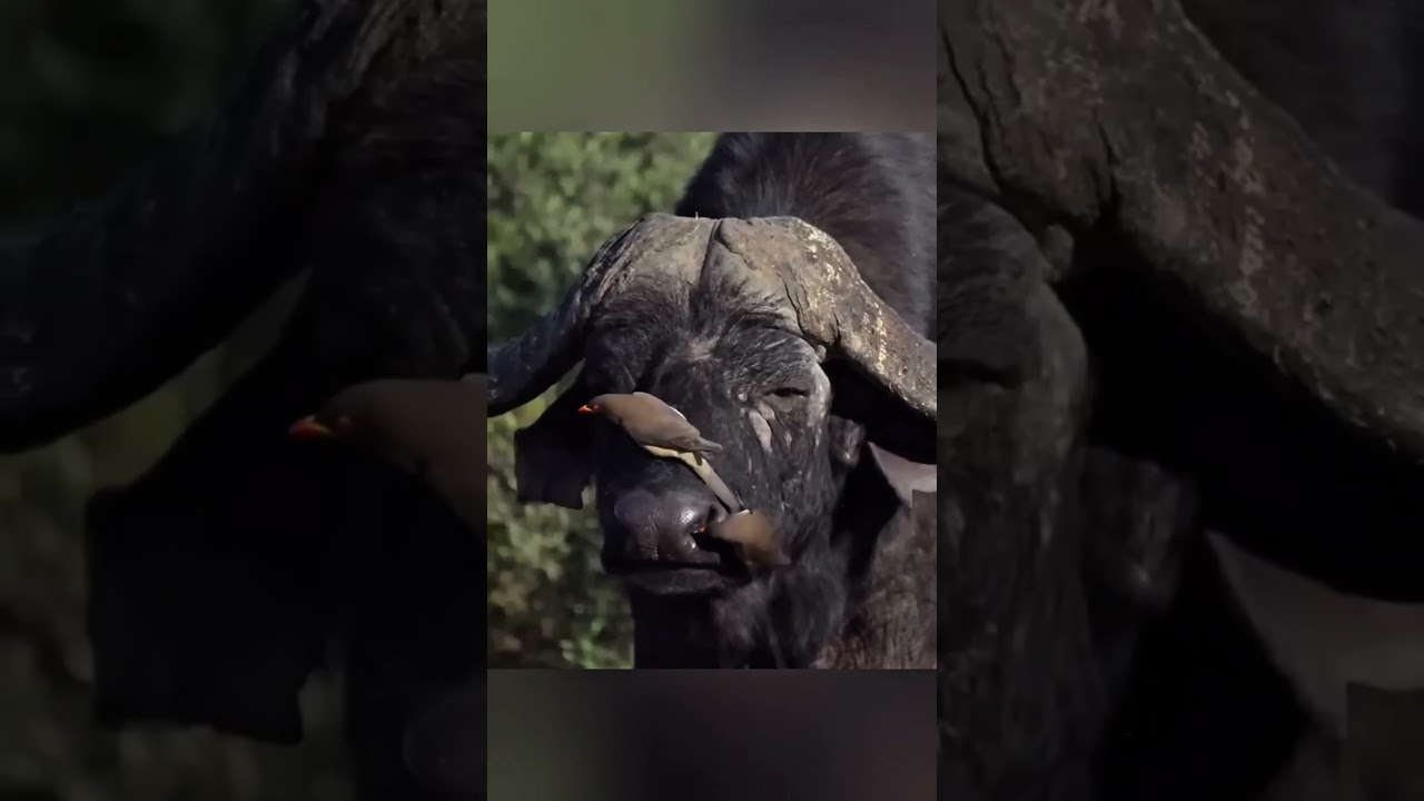Africa’s Amazing Oxpecker Bird Explained in 30 Seconds 🌍