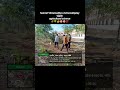 different variety ke mango plants field work agricultural science