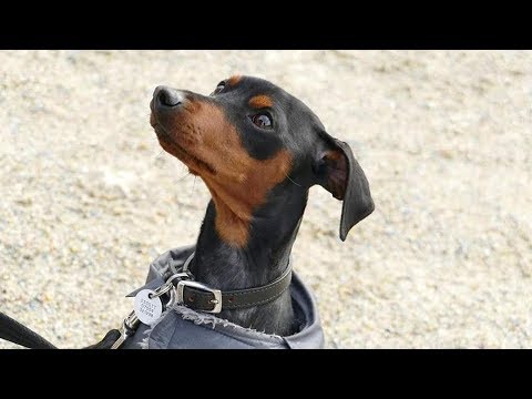 Rufus 18 Month Old Miniature Pinscher 6 Weeks Residential Dog Training You Rufus 18 Month Old Miniature Pinscher