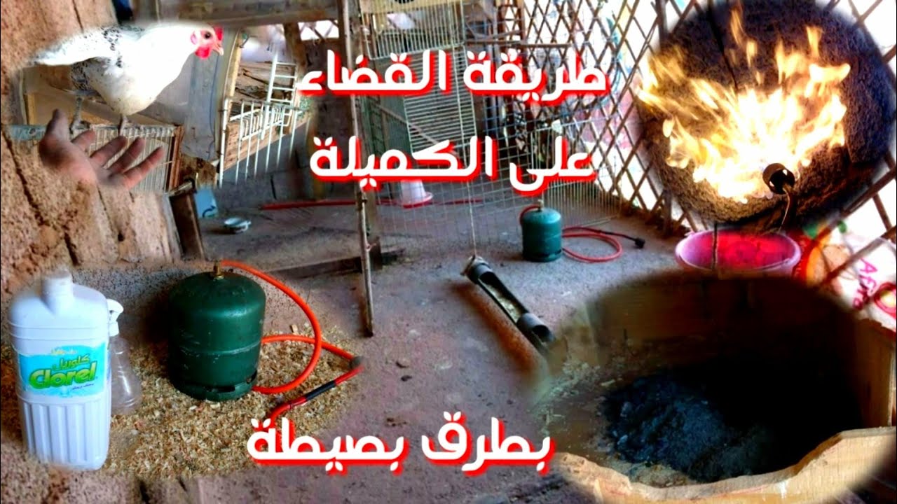تربية الدجاج فوق سطح المنزل. طريقة القضاء على الكميلة