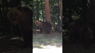Mama bear with two baby bears #bear #bears #romania