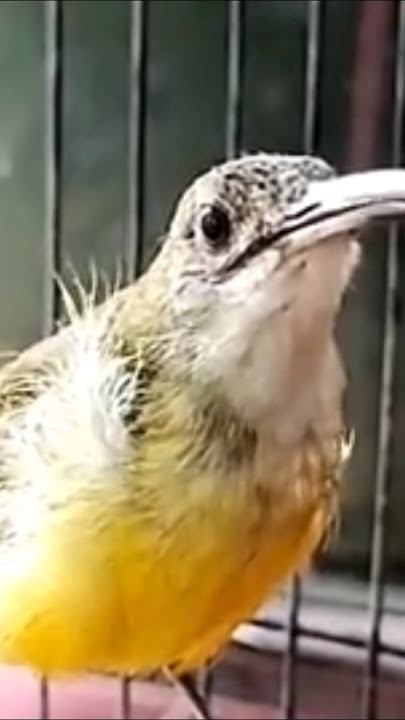 MASTERAN PIJANTUNG SUARA JERNIH