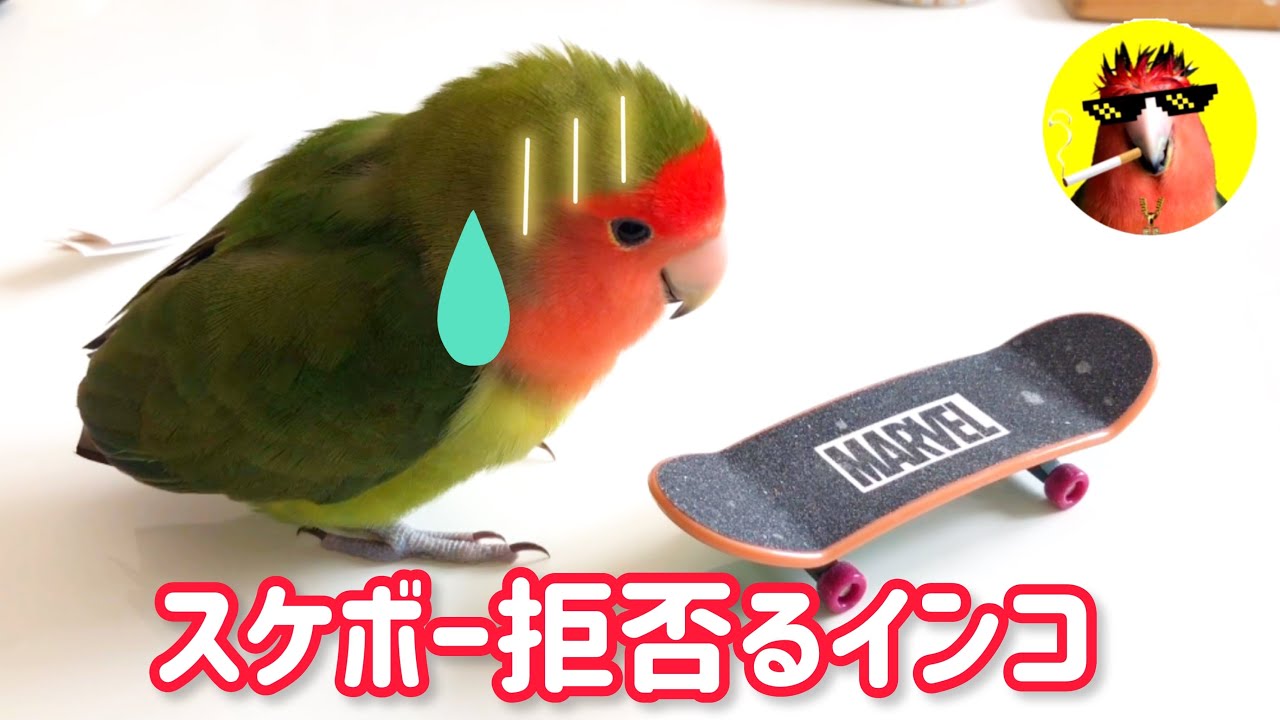 インコエリザベスカラー制作 Choiwaru Inko Youtube