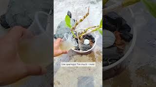 Stop wasting money on orchid boosters! #orchidcare #gardening #shorts