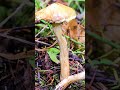 Маслёнок сибирский (Suillus sibiricus) short #shorts