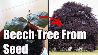 How To Grow Copper Beech From Seed\/Nut