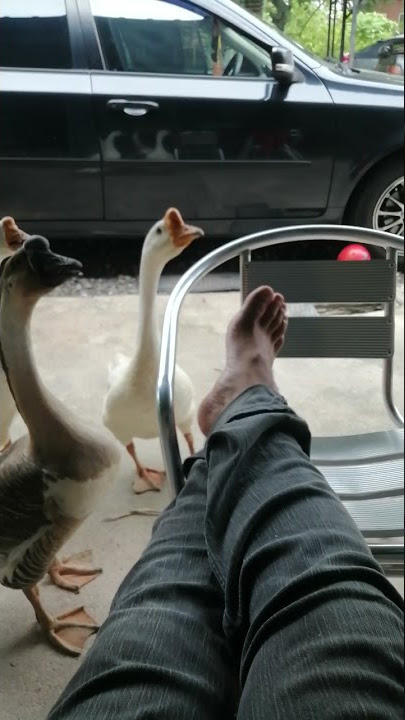 Angsa samseng ajak gaduh