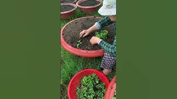 Hoa Cúc Giống Khánh Hòa A NHÀN Đại Đóa Pha Lê Mô Nhân Rễ Và Mầm Trồng Chậu Xuất Thâm Niên Bắc Nam