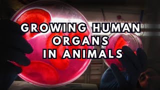 Growing Human Organs: Incredible New Advancements