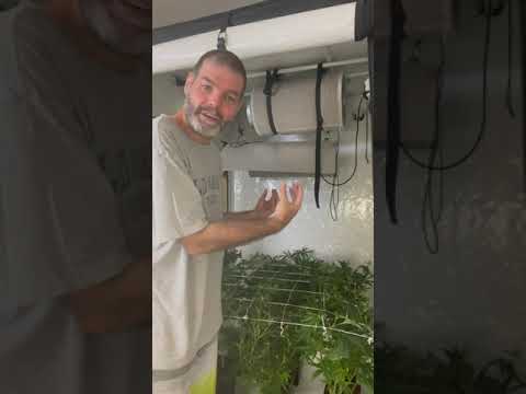 Vídeo: Container Vegetal Indoor - Cultivo de Vegetais Indoor o Ano Todo