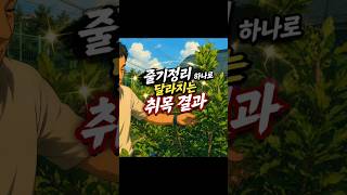 줄기정리 하나로 달라지는 취목 결과