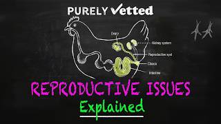 Backyard Hen Reproductive Issues Explained - Egg Yolk Peritonitis, Water Belly & More