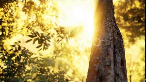 Foggy Forest in Early Morning | Motion Graphics - Envato elements