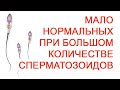 Мало нормальных при большом количестве сперматозоидов / Доктор Черепанов