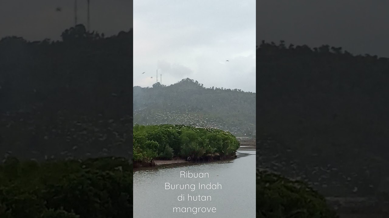 Ribuan, Burung Indah di Hutan Mangrove. 