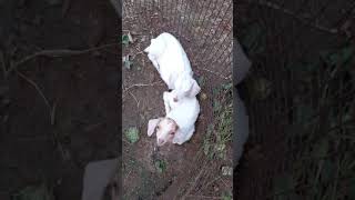 Punishment to goats ....🐐🐐 | MBP WORLDS | SUBSCRIBE 👍