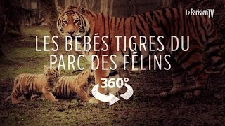 Les Bébés Tigres Du Parc Des Félins De Lumigny-Nesles-Ormeaux