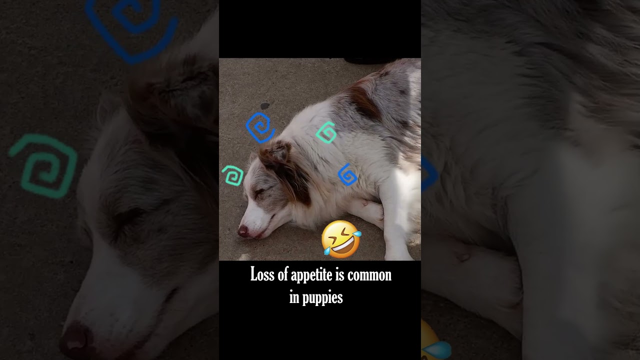 Signs of puppy distress in the hot weather