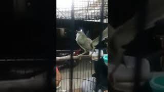 Download Lagu Prenjak Gunung / Ciblek Gunung Nembak Mp3 Kalah MP3