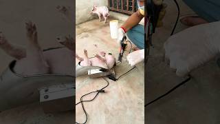 Tail Cutting With Electronic Tail Cutter