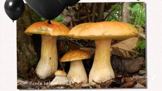 Boletus clavipes - fungi kingdom