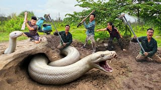 Expert Bravely Digs Up and Captures a Giant White Python Expert Bravely Digs Up And Captures A Giant White Python