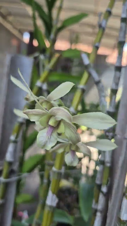 Anggrek capung kapuas bermunculan tunas baru #flowers #anggrekmurah #plants #orchid #ytshort