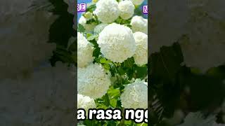 Download Lagu LAGU KAILI || RASA NGGEO#lagudaerah #coversong MP3