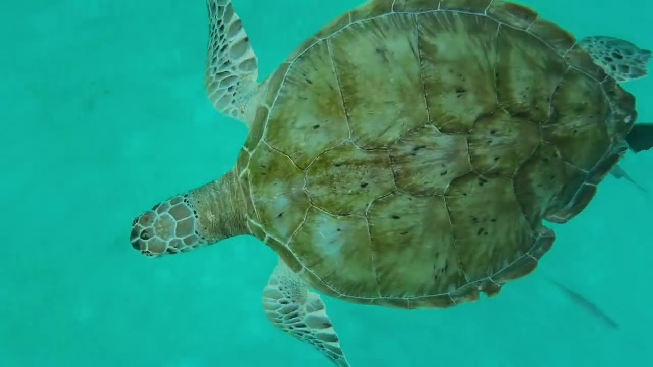 Turtle Bay | Kuala Terengganu | Malaysia, Pulau Redang | The Taaras Resort & Spa | Family Kohtient