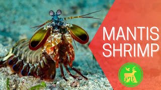The Mantis Shrimp: The Most Incredible Creature in the Ocean - 4 Mind-Blowing Facts!