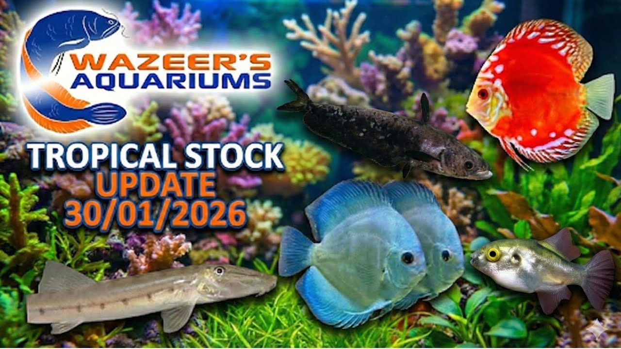 Обновление информации о запасах тропических растений от 30.01.2026