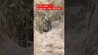 Wildlife : Wild Boar 🐗 digging his burrow : Nature Shelter for wild boar #wildlife #animals #nature