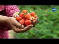 Strawberry farmers of Kashmir call for youth participation, train services to export their produce