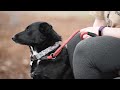 Pet of the Week: Potter (border collie mix) -- April 13, 2018