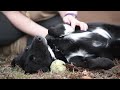 Pet of the Week: Potter (border collie mix) -- April 13, 2018