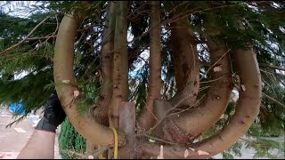 Removing Your Average Sized Garden Tree