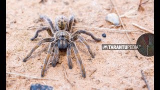 Baboon Spider Discovery! Leave a comment of what you think... by Tarantupedia™ 4,183 views 6 years ago 1 minute, 7 seconds