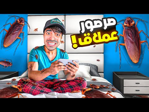 صرصور في غرفتي