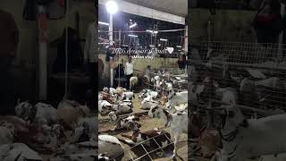 deonar Bakra Mandi day 6 update#deonarmandi #bakr #deonarbakramandiupdate #vairalshort#goatbakraeid
