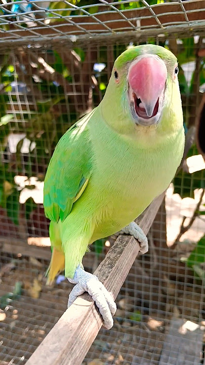 Suara burung beo betina marah 🦜