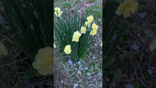 Happy Easter Sunday #easter #flower #happy #eastersunday #spring  #blessed #blessings #gratitude