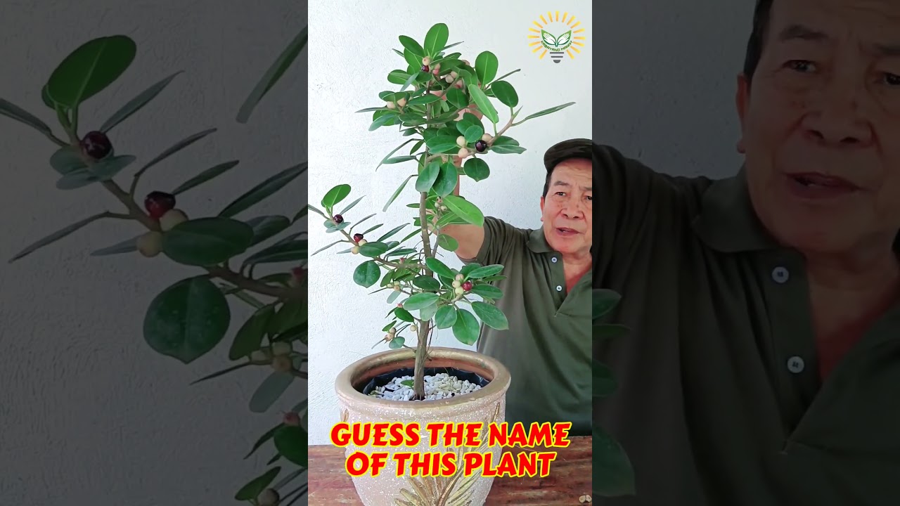 Guess the name of this plant