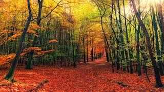 Peaceful Relaxing Instrumental Music with Images from Pixabay, Tranquil Trees screenshot 5