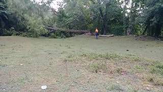 Cutting down a large Black Walnut Tree. ( WOW Pets)